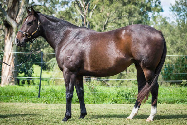 Iguacu Falls in foal to Brutal sold for $167,000.