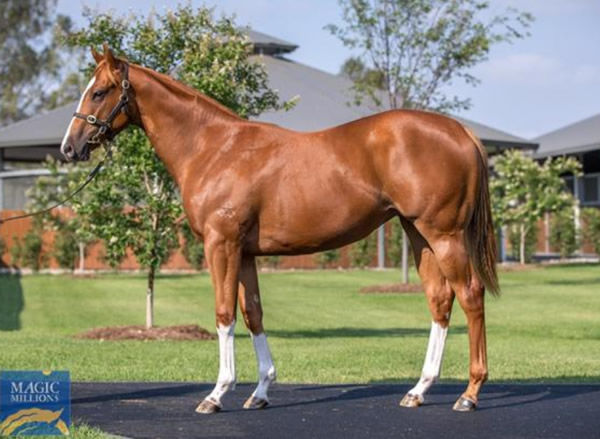 I Love Lucy was a $150,000 Magic Millions purchase