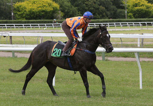 Group One winner Imperatriz prior to her trial at Te Awamutu on Tuesday. Photo: Trish Dunell