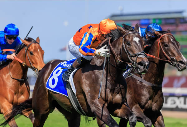 There'll be a half-brother to Imperatriz at the 2024 Magic Millions Gold Coast Sale