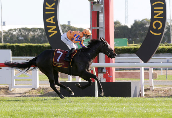 Imperatriz is well clear for rider Opie Bosson as she takes out the Gr.1 Fiber Fresh New Zealand Breeder’s Stakes (1600m) at Te Rapa Photo Credit: Trish Dunell