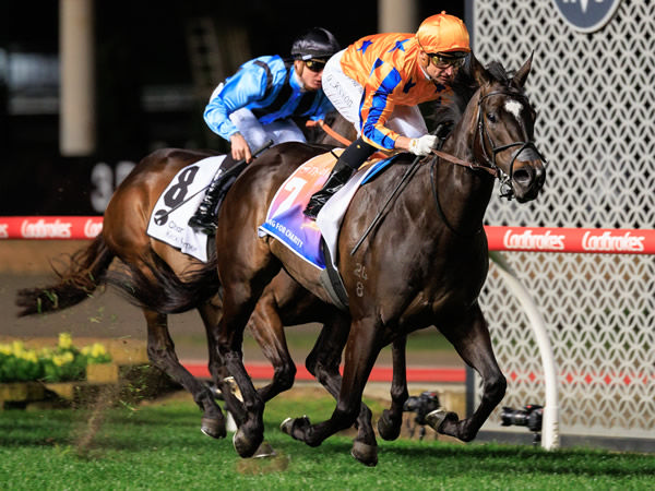 Imperatriz was the highlight on a stellar weekend of racing for Te Akau - image Grant Courtney