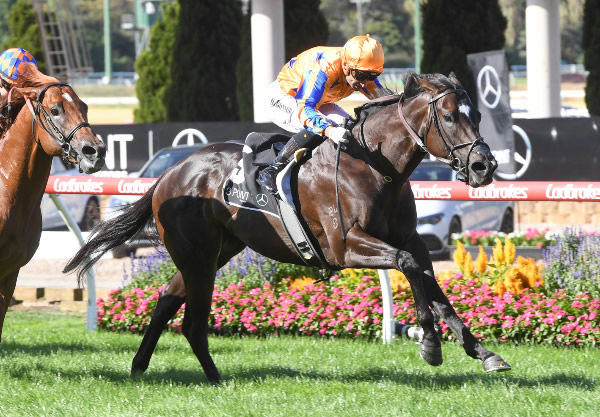 Imperatriz goes back to back in the G1 William Reid Stakes - image Brett Holburt / Racing Photos