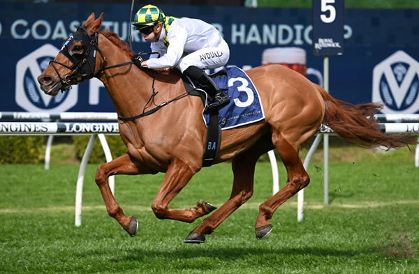 Impulsar was a Breednet 'One to Watch' in June and won at Randwick on Saturday - image Steve Hart.