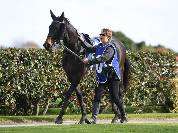 Ima Roca Bee will contest the Listed Courtesy Ford Ryder Stakes (1200m) at Otaki on Saturday. Photo: Race Images
