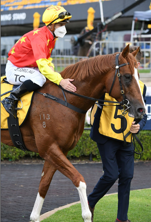 In the Congo was purchased from the Newhaven Park draft at Inglis Easter. 