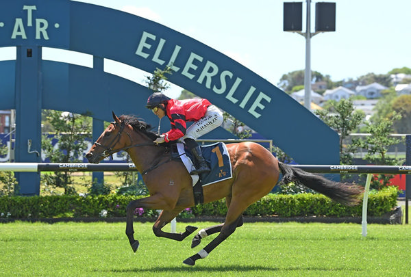 Incandescent winning the Independent Traffic Control (1100m) at Ellerslie on Saturday.  Photo: Kenton Wright (Race Images)
