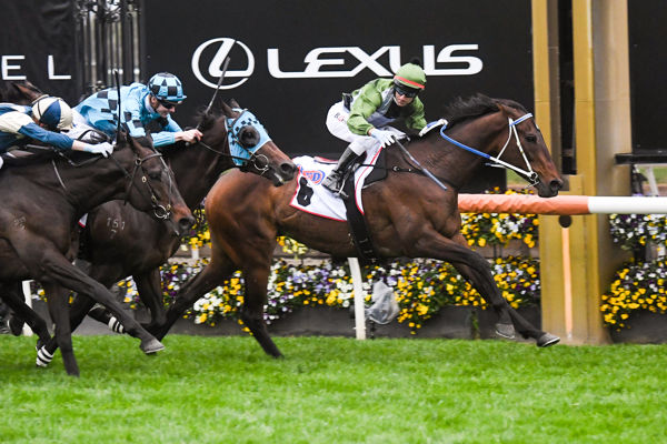 Incentivise scales the heights (image Brett Holburt/Racing Photos)
