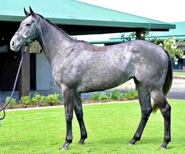 Incredulous Dream sold for $465,000