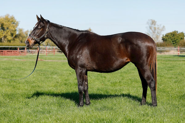 Inthespotlight will be offered for sale.