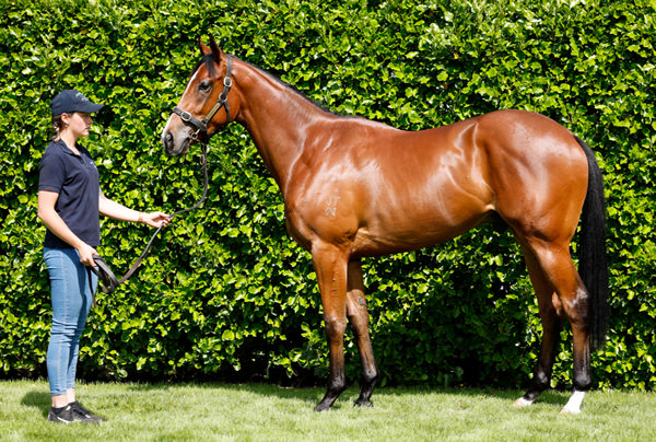 Invincible was an $80,000 yearling and then sold for $425,000 at NZB Ready to Run. 
