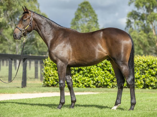 Invincible Spy was a $650,000 Inglis Easter purchase from Yarraman Park.