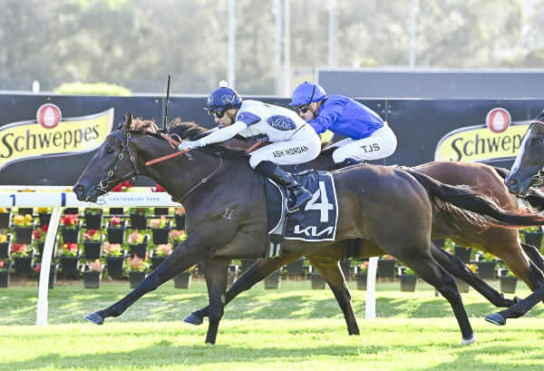 Iowna Merc wins the Listed ATC Canterbury Sprint - image Bradley Photography