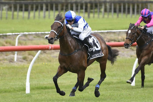 Island Life will contest the Gr.3 Elsdon Park Wellington Stakes (1600m) at Otaki on Thursday.   Photo: Kenton Wright (Race Images)