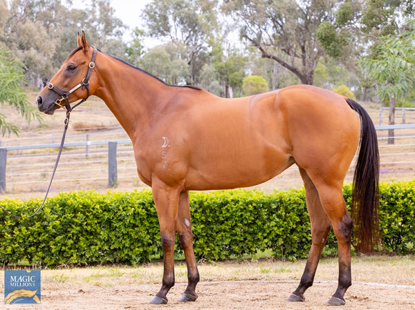 Isotope will be offered as Lot 575, click to see her page.