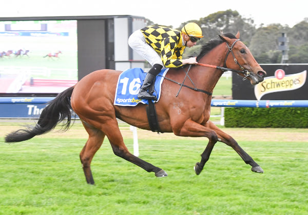 Isthmus won in a breeze at Sandown - image Pat Scala / Racing Photos