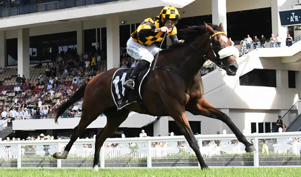Jaarffi will contest Sunday's Gr.3 Sweynesse Stakes (1215m) at Arawa Park.  Photo: Kenton Wright (Race Images)