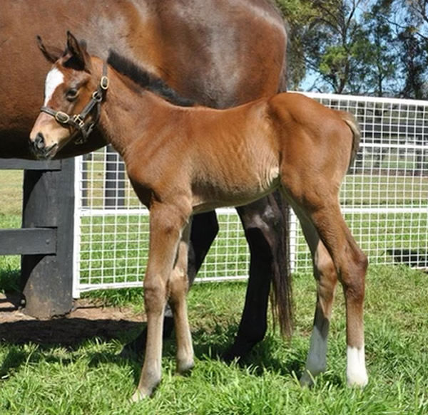 Jacquinot was foaled and raised at Coolmore.