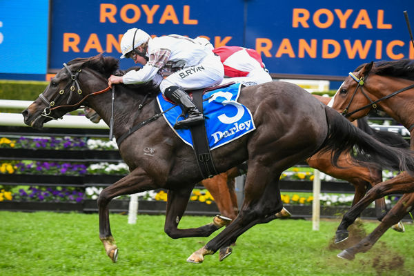 Top class 3YO filly Jamaea was bred and sold by Cressfield at the 2020 Magic Millions - image Steve Hart