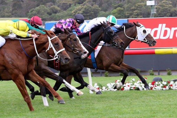 Jamaican Rain toughs it out in the Summoned Stakes - image Darryl Sherer