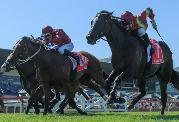 Jacquinot goes head to head with Gentleman Roy - image Grant Courtney 