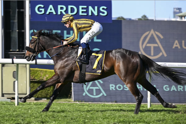 Jedibeel continues to go from strength to strength with a win at Rosehill on Saturday - image Steve Hart