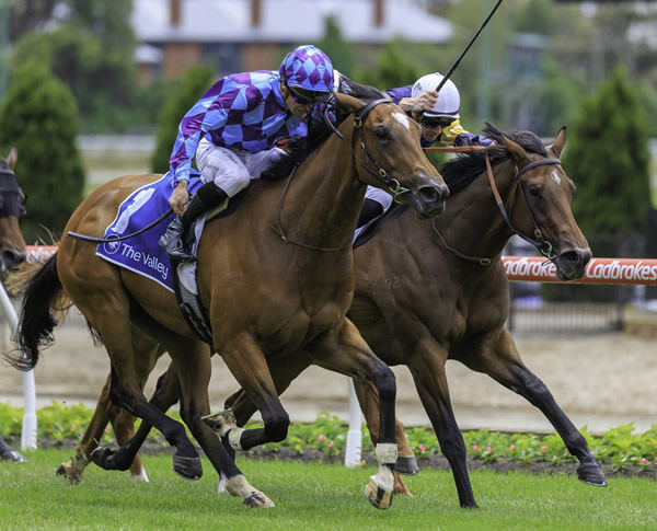 Exciting debut 2YO winner Jenni's Meadow was bred and sold by Raheen stud - image Grant Courtney