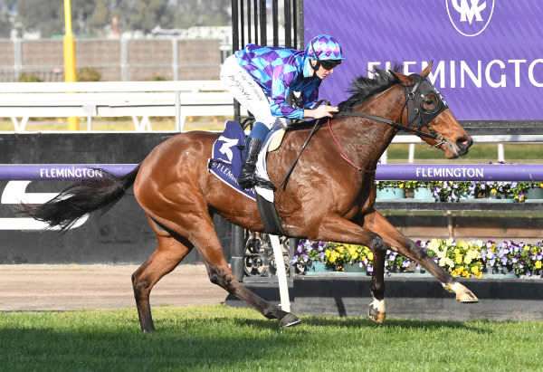 Jenni's Meadow opens up to win the Listed Taj Rossi at Flemington - image Brett Holburt / Racing Photos