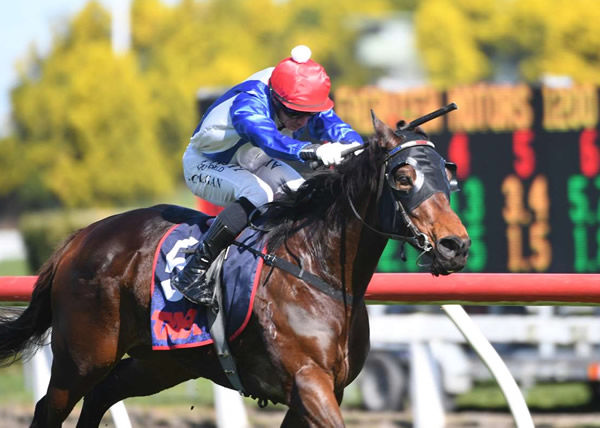 Jethro Tull winning at Te Rapa on Saturday.   Photo: Kenton Wright (Race Images)