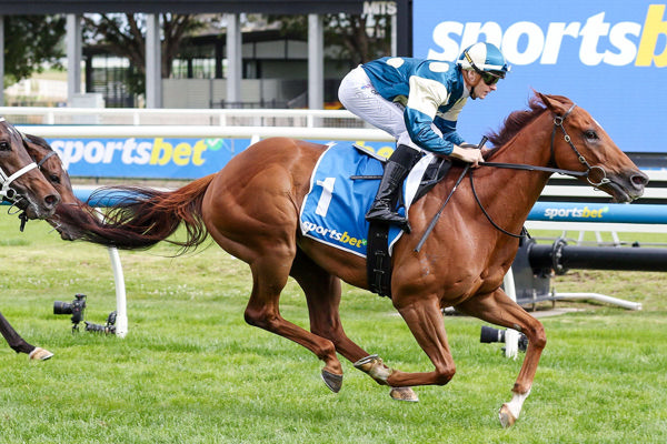 Jimmysstar eyes the Gr.1 William Reid Stakes at Caulfield as he prepares for his autumn return. Photo: Bruno Cannatelli