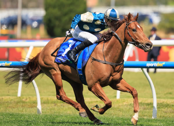 Jimmysstar salutes at Caulfield - image Grant Courtney