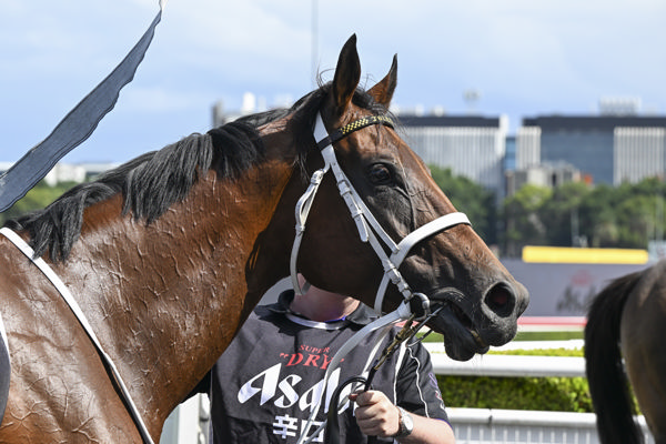 Joliestar has won over $6.7million - image Bradley Photos