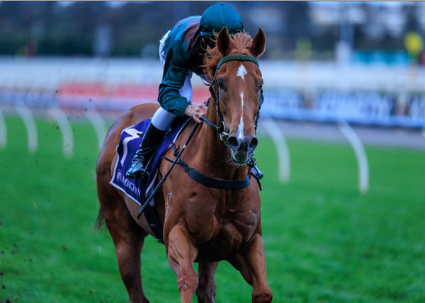 Joyful Fortune was the star on Sunday for Nicconi - image Grant Courtney