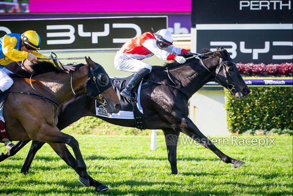 Jigsaw wins the Quokka over fast finishing Rey Magnerio - image Western Racepix