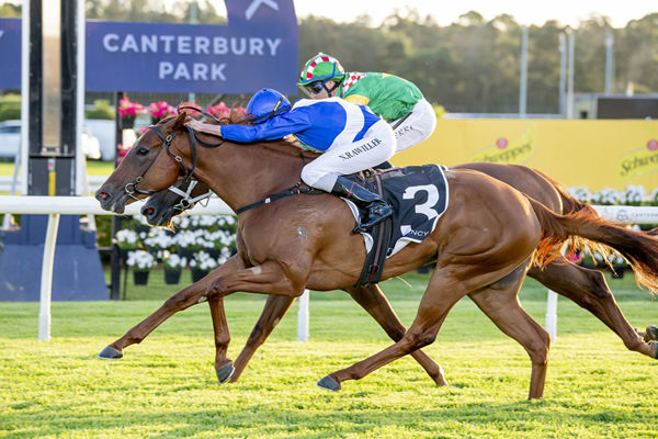 Promising Debut For Just Maz With Stakes Races In The Autumn On The Agenda - Image Bradley Photos