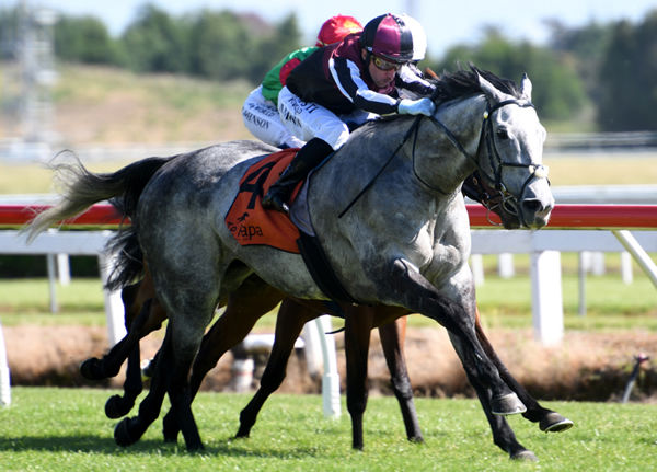 Michael McNab drives Justamaiz to the line to win the Gr.3 Franklin Auctions Counties Cup (2100m) Photo Credit: Race Images – Kenton Wright