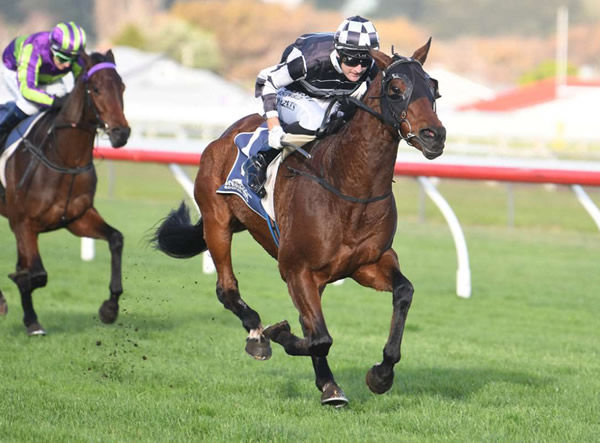 Justaskme winning the Listed AGC Training Stakes WFA (1600m) at Wanganui on Saturday. Photo: Race Images Palmerston North