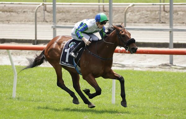 Justin Case will contest the Gr.3 Fairview Matamata Slipper (1200m) on Saturday.  Photo: Kenton Wright (Race Images)