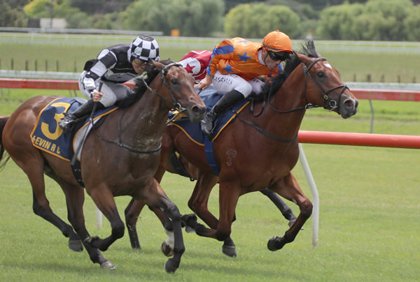 Smart youngster Ka Ron who will bid to open his winning account at Ellerslie and press his Karaka Millions claims. Photo: Peter Rubery (Race Images)