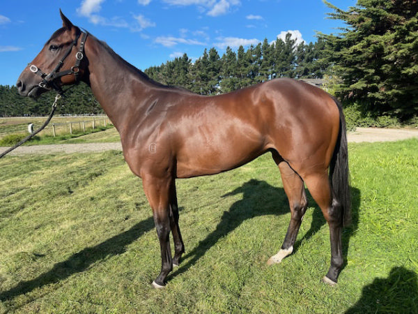 Ka Ying Rising as a 2YO - photo supplied