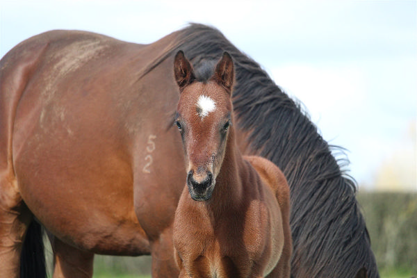 Ka Ying Rising was born and bred in New Zealand - photo supplied