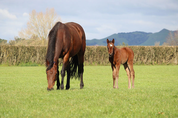 Ka Ying Rising as a foal at Windsor Park Stud with his dam Missy Moo