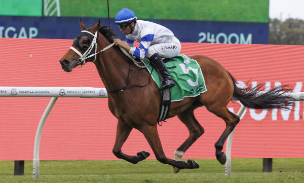 Kadavar (NZ) wins at Rosehill - image Steve Hart