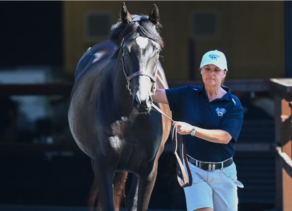 Kapralova (USA) was one of three mares sold on Thursday for $1million or more - image MM