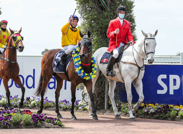 Karalino returns to scale after winning the Gr.3 Valachi Downs Canterbury Breeders’ Stakes (1400m) at Riccarton Photo: Race Images CHCH