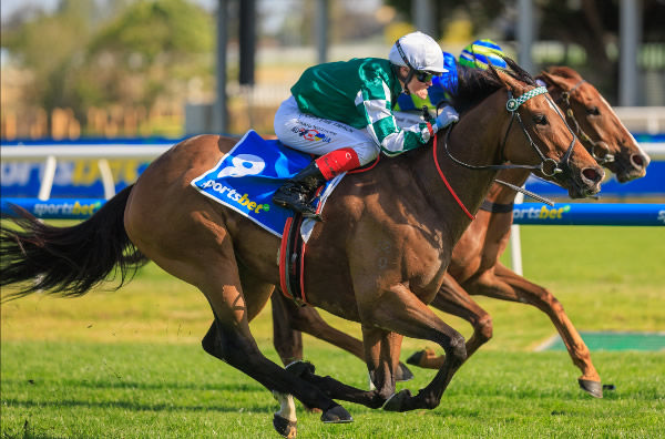 Kimochi scores a well deserved win in the G1 Sir Rupert Clark - image Grant Courtney