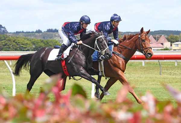 King Of Hearts (inside) and Black Orlov during their exhibition gallop at Wanganui last Saturday. Photo: Peter Rubery (Race Images Palmerston North)
