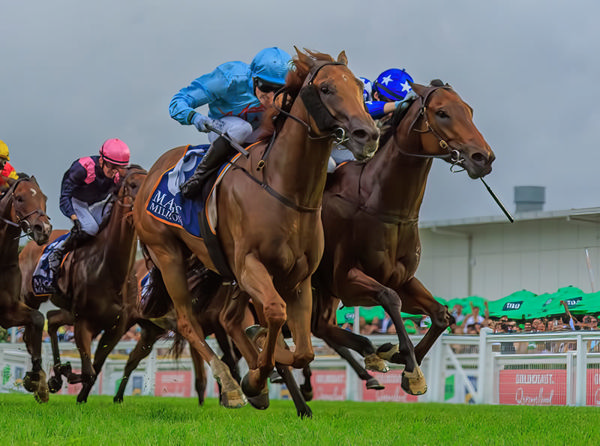 King of Roseau wins the MM Cup - image Grant Courtney 