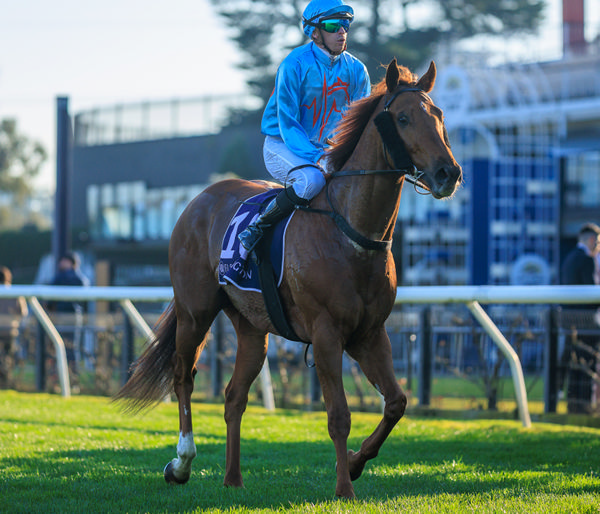 Hello Flemington !  King of Roseau appears to have a liking for the track - image Grant Courtney 