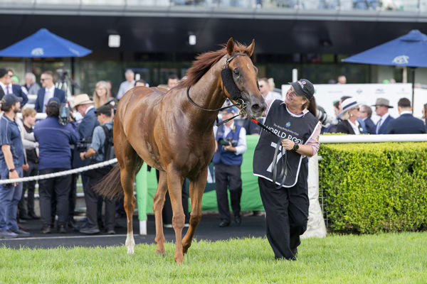 King of Roseau has won over $2.1million in prizemoney - image Bradley Photos
